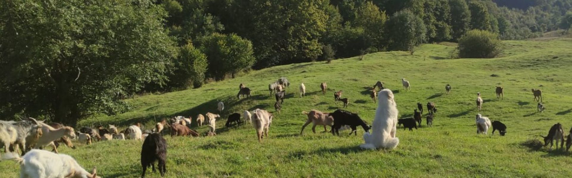 poiana-lu-serban-turma-capre